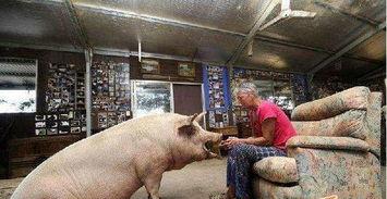 大妈养猪搞笑视频,欢乐视频笑翻天